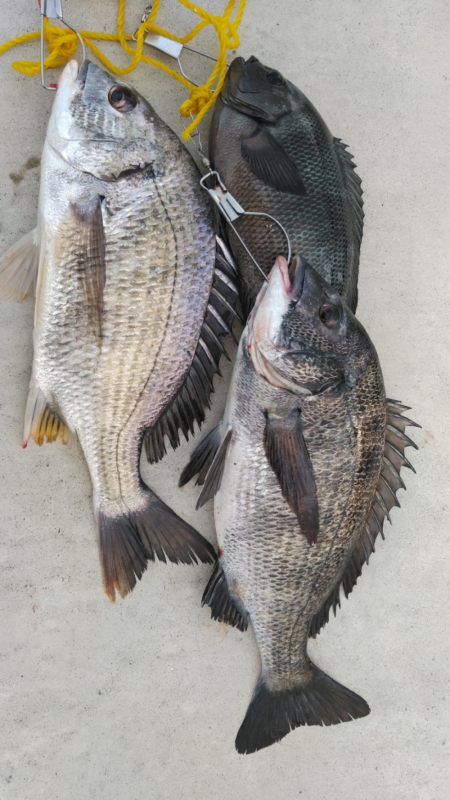 タナはもう、どん底