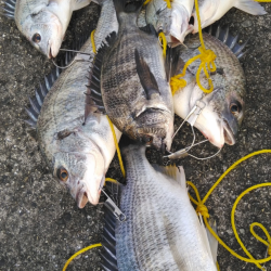 爆釣だけど、黄色多め