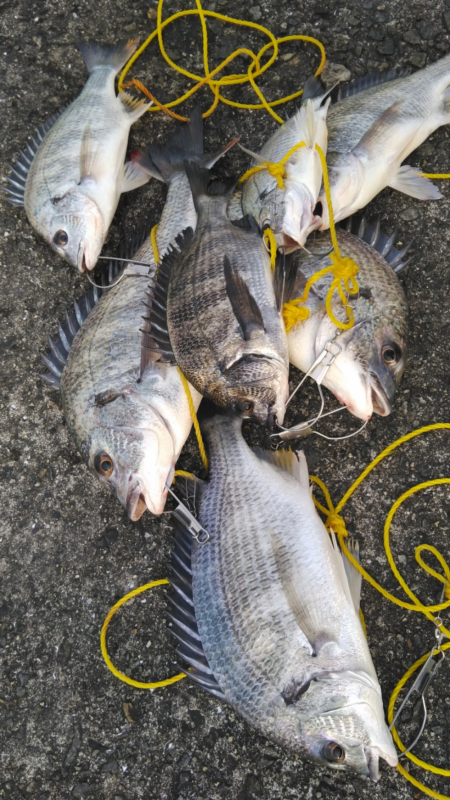 爆釣だけど、黄色多め