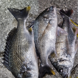 水温下がってもキビレは元気