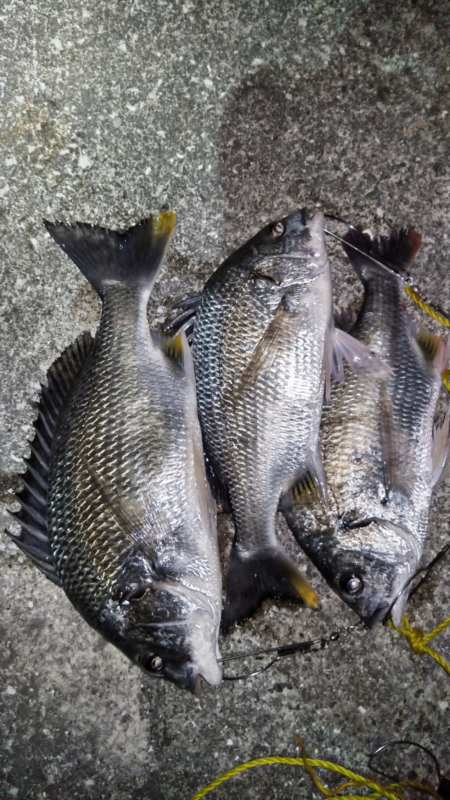 水温下がってもキビレは元気