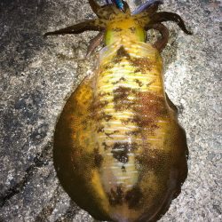 2021佐渡ヶ島 エギング 44回目