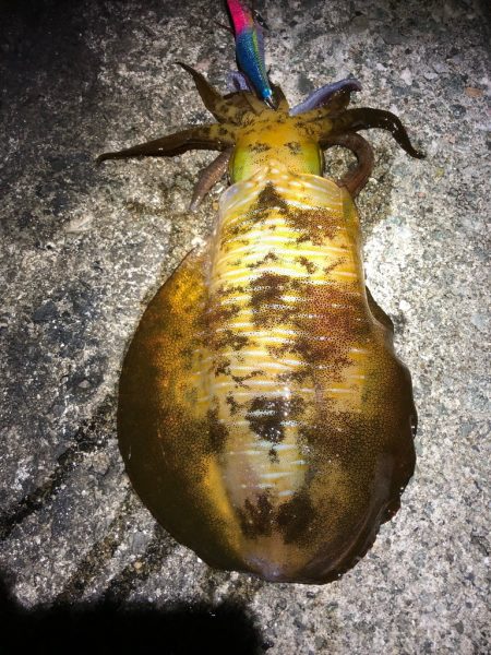 2021佐渡ヶ島 エギング　44回目