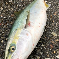 飲ませで青物狙い