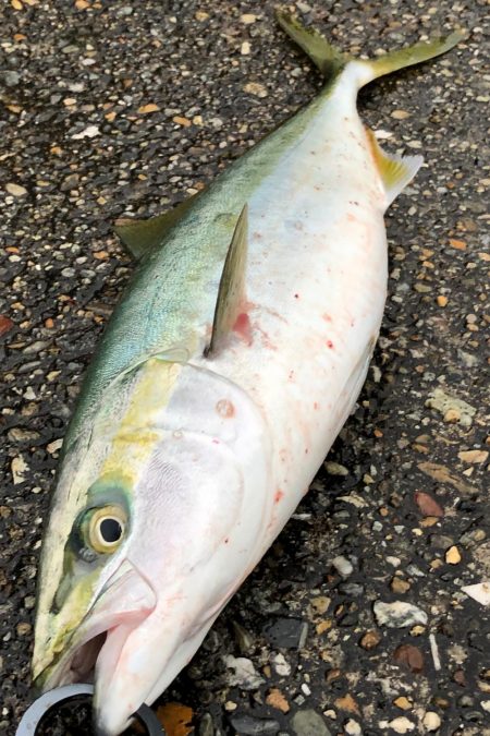 飲ませで青物狙い