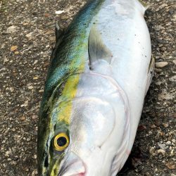 飲ませ釣りでメジロ！