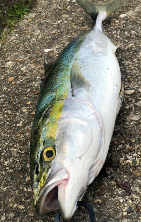 飲ませ釣りでメジロ！