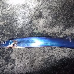 タチウオ、イシモチ、エソ