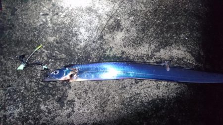 タチウオ、イシモチ、エソ