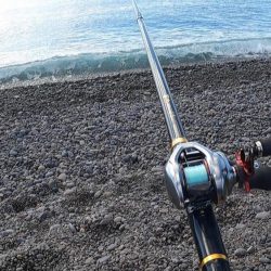 今のスマ（平ソーダカツオ）は最高に美味しい。