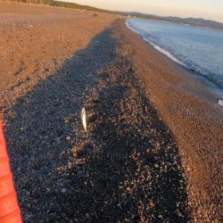 メジカ（マルソウダカツオ）１匹と、尺アジ混じり１９匹