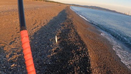 メジカ（マルソウダカツオ）１匹と、尺アジ混じり１９匹