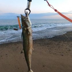伊切海岸でショアジギング