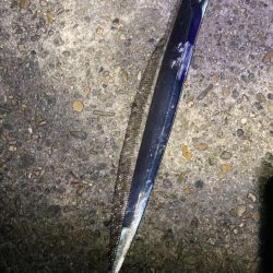 タチウオの群れ接岸中！