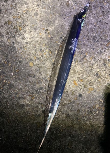 タチウオの群れ接岸中！