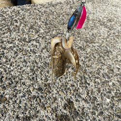 外れ年確定のイイダコ釣り