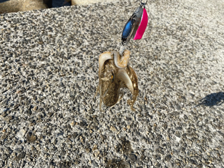 外れ年確定のイイダコ釣り