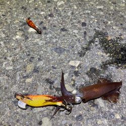 姫路でヒイカ釣り夕マヅメラッシュで爆釣か！？