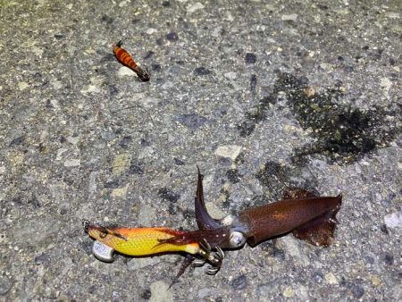 姫路でヒイカ釣り夕マヅメラッシュで爆釣か！…