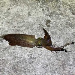 今一番釣れているヒイカを狙い！