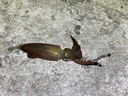 今一番釣れているヒイカを狙い！