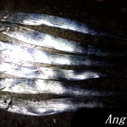 カワハギ&タチウオの二本立て