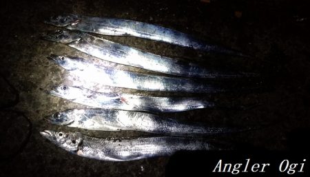 カワハギ&タチウオの二本立て