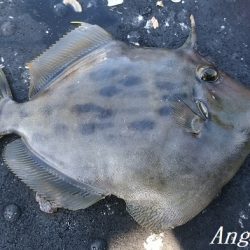 22㎝頭に良型カワハギ7枚！