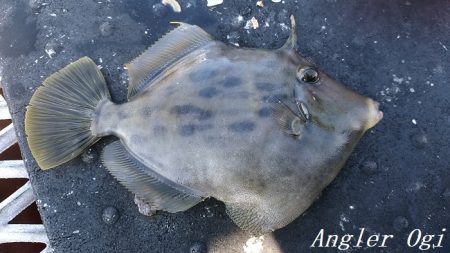 22㎝頭に良型カワハギ7枚！