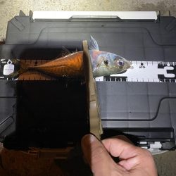 久々の平日アジング