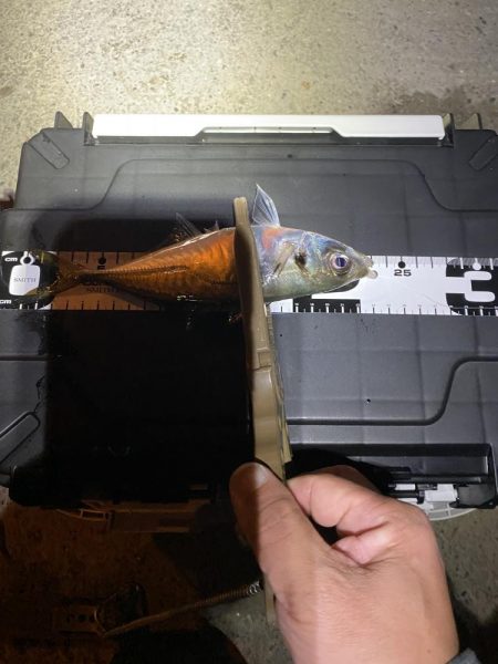 久々の平日アジング