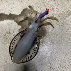 早朝ティップラン