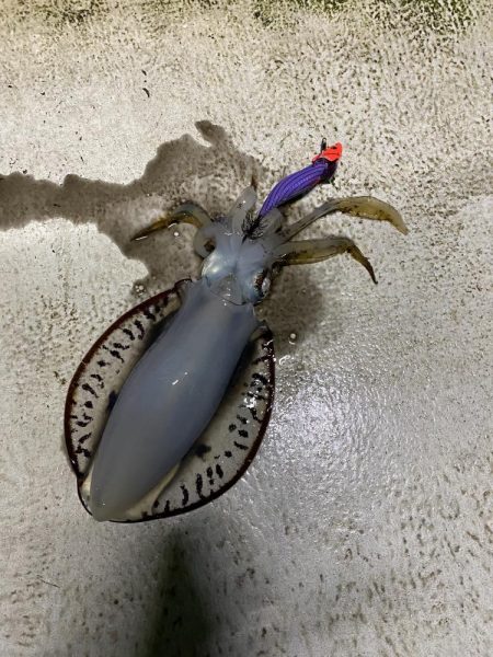 早朝ティップラン