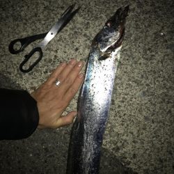 良型太刀魚連発、青物も居た