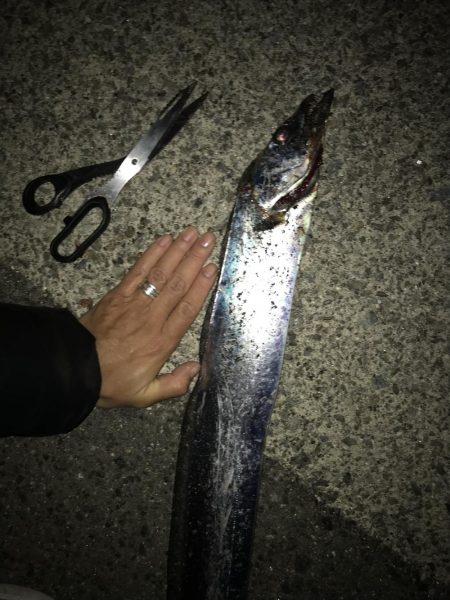 良型太刀魚連発、青物も居た