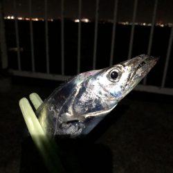 太刀魚F3サイズ