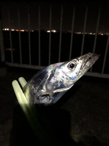 太刀魚F3サイズ