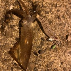 極寒ヒイカ釣行