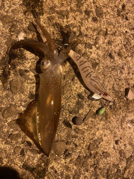 極寒ヒイカ釣行