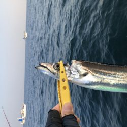 泉州丸さんでタチウオ