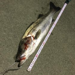 産卵前の荒食いやね