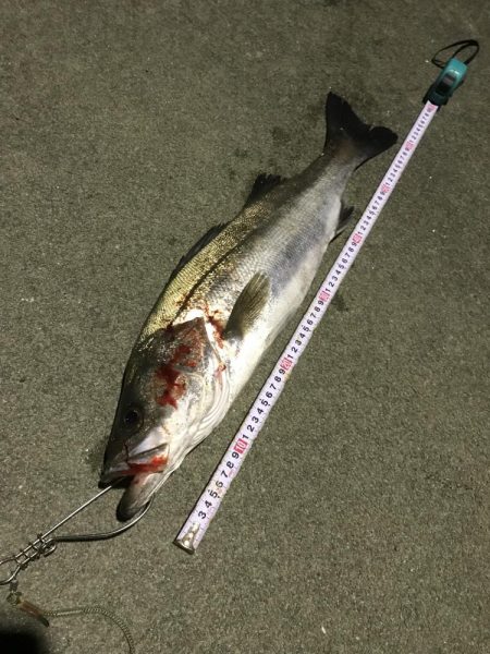 産卵前の荒食いやね