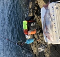 神谷荘さんで磯カゴ