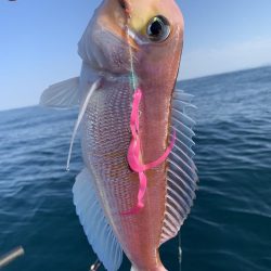 シケの合間にアマダイ狙い