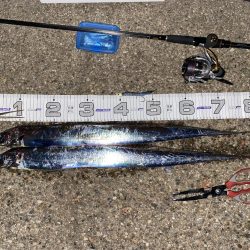 湾奥まで入ってきましたね