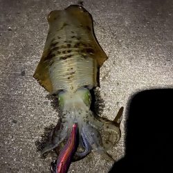 秋イカ記録更新