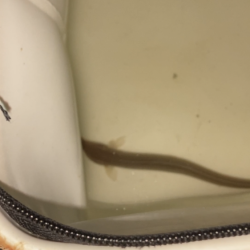 名古屋港でアナゴ釣り