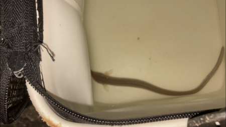 名古屋港でアナゴ釣り