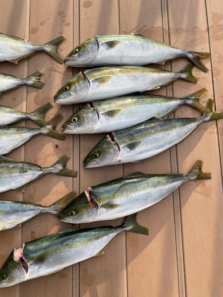 ハマチサイズのみ↓