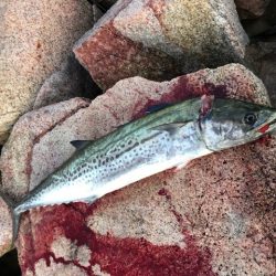 ショアスパルタンぶちまがり